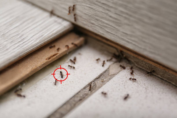 Best Termite Control Services  in Elkader, IA
